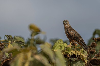vulture, birds of prey, carrion eaters, ecosystem, old world vultures, new world vultures, griffon vulture, andean condor, turkey vulture, wildlife photography, nature’s cleanup crew.