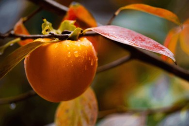 ripe persimmon fruit hanging on persimmon branch tree in rainy autumn day, organic fruits ripe persimmon in natural forest, free space for text, closeup