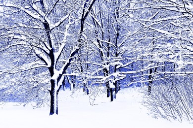 snowy garden, snow on trees, snow on ground, winter time, blue and white color