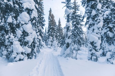 snow covered fir trees. winter forest landscape. komi republic. russia