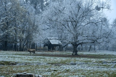 colorful late autumnal landscape covered by first snow. foliage with yellow leaves on the meadow and cloudy sky on the background. winter is coming.