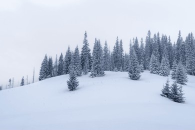 fairy winter landscape with fir trees and snowfall. cold winter day with fog. winter nature. snow covered trees. frosty weather. snow texture. christmas background. a winter tale in the carpathians