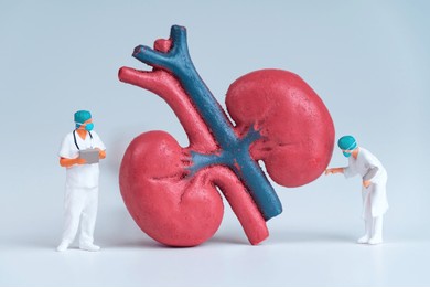 miniature surgeons examining a large kidney model. urology and nephrology concept.