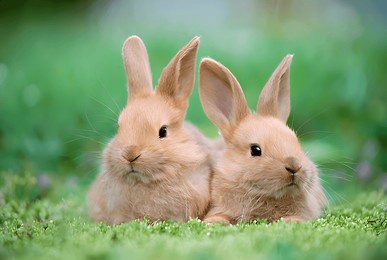 adorable baby rabbit bunny  sitting on green grass spring time over bokeh nature background. cuddly furry white brown rabbit . rabbit beautiful pic 