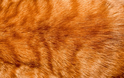 abstract orange cat fur texture background