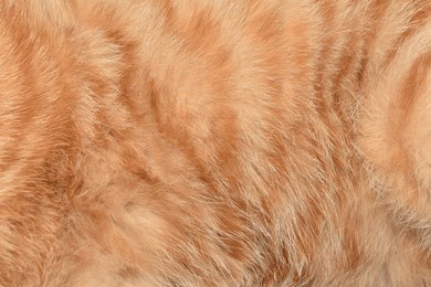 beautiful abstract full frame orange cat fur texture background.