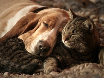 cat pillow, dog blanket 