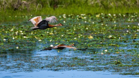 sandhill cranes flying in necedah national wildlife refuge in wisconsin