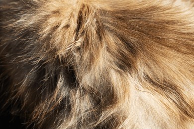 a detailed closeup of a dogs fur, showcasing a significant amount of hair that highlights its texture and softness