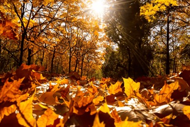 close-up of vibrant autumn leaves in the sunlight