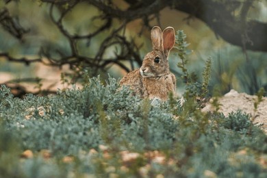 wild rabbit (oryctolagus cuniculus) in the dehesa attentive to a threat. andalusia, spain