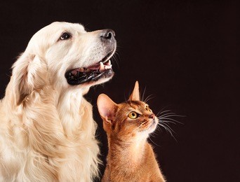 cat and dog, abyssinian kitten and golden retriever looks at right.