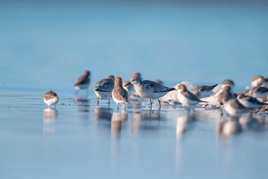 small flock red necked stints  (calidris ruficollis) and red capped plovers feeding in perfectly flat calm blue water on a lakes edge in australia.