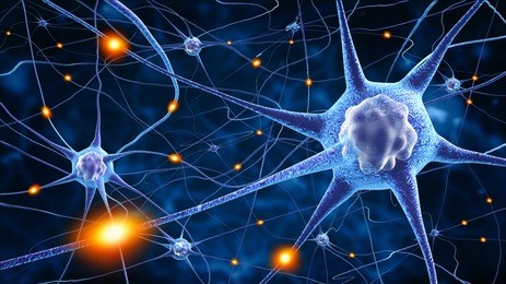 nerve cells