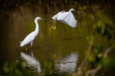 two egrets in the florida wetlands during the day in summer