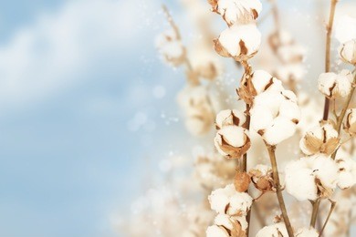 cotton background.