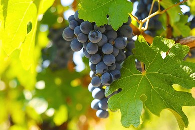 dark grapes in vineyard with leaves