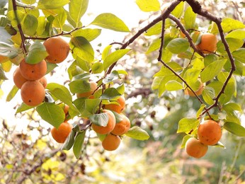 a big heavy branch of ripe persimmon fruits in their bright orange colour and light green leaves from a cultivated persimmon tree.persimmons are healthy vitaminic carotenoid anti oxidant free radicals