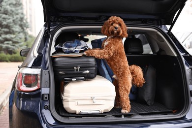 cute cavapoo dog with suitcases and other stuff in car trunk