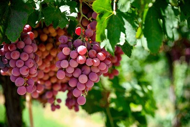red grapes hanging on vine in grape farm  in manisa ( akhisar, alasehir, kula, salihli and alasehir )  on vineyard on shed very good sweet taste nutritional healthy . red globe grapes read for wine.
