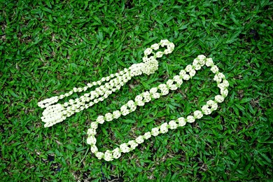  a hands holding a series of white jasmine flower                      