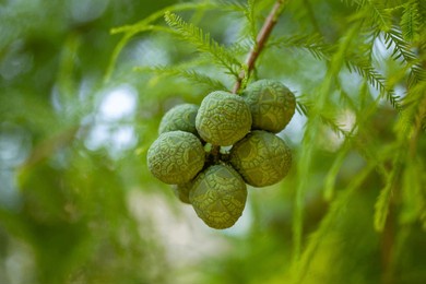 bald cypress cone close up. taxodium distichum tree with fresh green foliage, cones on branch on a natural blurred background. spring or summer nature