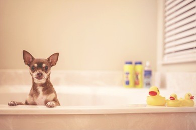 dog bath time