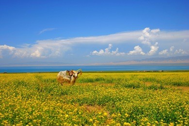 qinghai lake rapeseed