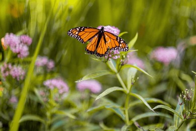 experience the serene beauty of a monarch butterfly as it gracefully flutters among native spring flowers in a vibrant garden. this captivating image showcases the iconic monarch butterfly, known for 