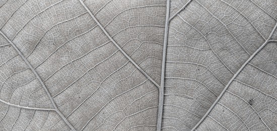 dry leaf texture macro. leaf vein pattern macro photography. dry leaf cells macro. leaf close-up shot.