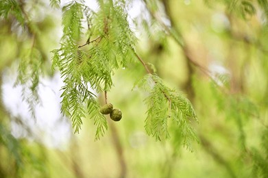 after the rain, the bald cypress, a native of southeastern u.s. wetlands, showcases its delicate feathery leaves and winged seeds that symbolize adaptability and natural elegance.