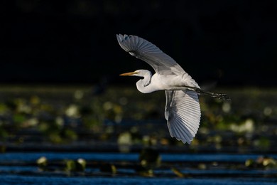 a great white egret, ardea alba, flies above a wetland at harbor island in grand haven, michigan