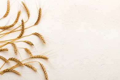 sheaf of wheat ears close up and seeds on colored background. natural cereal plant, harvest time concept. top view, flat lay with copy space. world wheat crisis.
