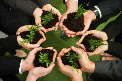 group of businesspeople hands holding green plant with soil