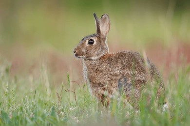 a wild rabbit sitting alert in a grassy field with blurred colorful background.