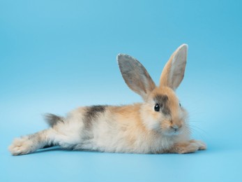 baby cute rabbit with tri-colored fur lie down on blue background. baby rabbit pet is adorable.