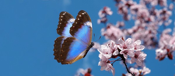 blossoming sakura. branch of blossoming sakura and bright blue morpho butterfly against blue sky. copy space	