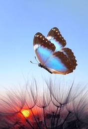 blue morpho butterfly and dandelion. seeds of a dandelion flower on a background of sunrise.