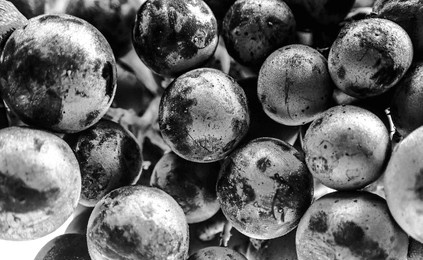 merlot grapes close-up in black and white