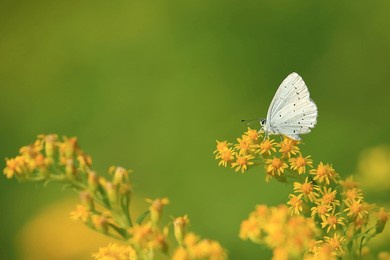 holly blue butterfly on yellow flower