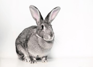 a pet giant chinchilla rabbit with large ears sitting in front of a white background