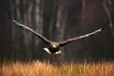 face flight (haliaeetus albicilla) white-tailed eagle, birds of prey with forest in background