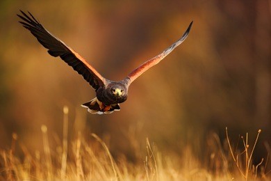 flying bird of prey,  harrisÂ´s hawk, parabuteo unicinctus, in grass