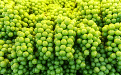 fresh shine muscat grapes directly from the farm in street food.