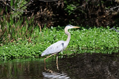 the wakodahatchee wetlands is a park located in delray beach, florida.  here is a great blue heron, stalking through the marsh, looking for something to eat.
