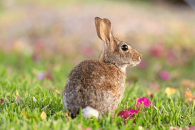 wild rabbit in nature. grey small hare eating grass on florida backyard