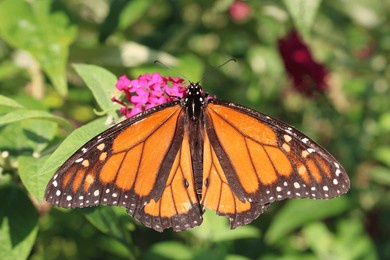 the caterpillar does all the work, but the butterfly gets all the publicity