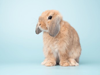 cute baby holland lop rabbit sitting on green pastel background. lovely action of young rabbit.