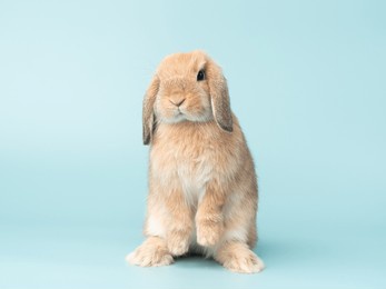 front view of orange cute baby holland lop rabbit standing on green pastel background. lovely action of young rabbit.