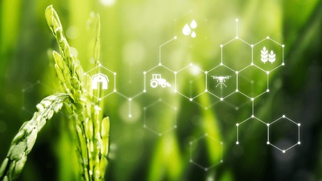 close-up of rice plants with digital agriculture icons overlay. green rice fields, agriculture technology, and farming innovation are highlighted. protect the environment.